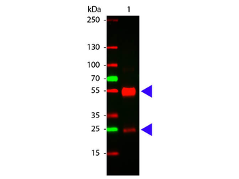 F(ab')2 Swine IgG (H&L) Antibody