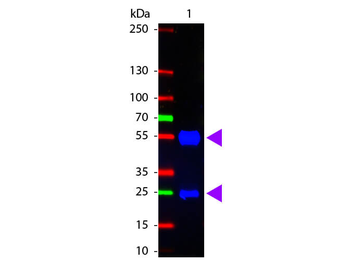 F(ab')2 Swine IgG (H&L) Antibody Fluorescein Conjugated