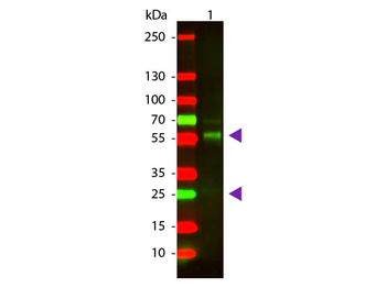 Bovine IgG (H&L) Antibody Texas Red Conjugated