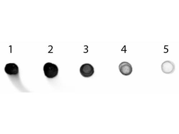 Cat IgG Fc Antibody Alkaline Phosphatase Conjugated