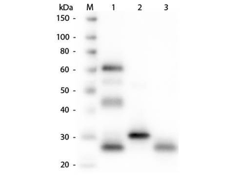 Chicken IgG (H&L) Antibody Rhodamine Conjugated