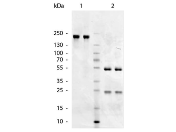Chicken IgM (mu chain) Secondary Antibody