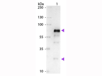 Chicken IgG (H&L) Antibody Alkaline Phosphatase Conjugated Pre-Adsorbed