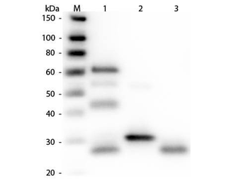 Chicken IgG (H&L) Antibody