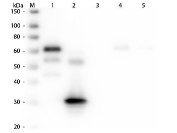 Chicken IgG Fc Antibody Peroxidase Conjugated