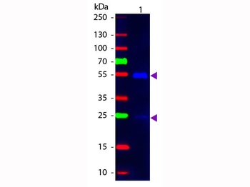 Goat IgG (H&L) Antibody Fluorescein Conjugated