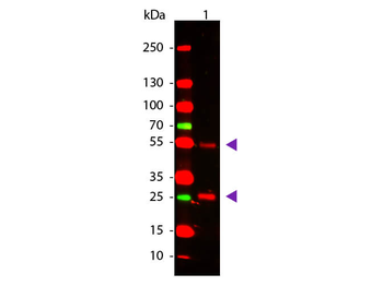 Goat IgG (H&L) Secondary Antibody