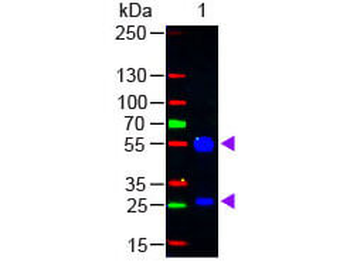 Goat IgG (H&L) Secondary Antibody Fluorescein Conjugated
