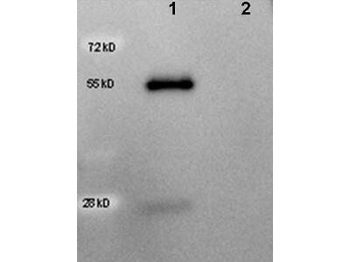 Goat IgG (H&L) Antibody Peroxidase Conjugated Pre-Adsorbed