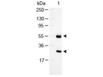 GOAT IgG (H&L) Secondary Antibody Alkaline Phosphatase Conjugated