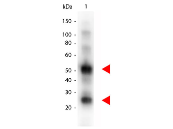 Goat IgG (H&L) Antibody