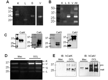 Goat IgG (H&L) Antibody Fluorescein Conjugated Pre-Adsorbed