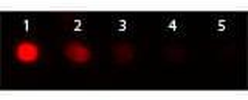 Goat IgG Antibody Phycoerythrin conjugated Pre-Adsorbed