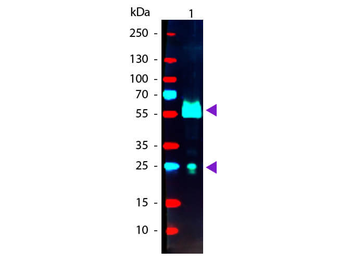 Goat IgG Antibody Phycoerythrin conjugated Pre-Adsorbed