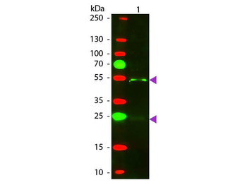 Goat IgG (H&L) Antibody Texas Red Conjugated Pre-Adsorbed