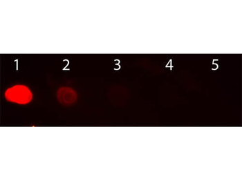 Human IgG Fc Antibody Rhodamine Conjugated Pre-Adsorbed