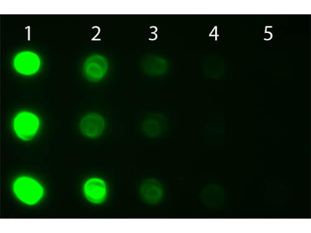Human IgG IgA IgM (H&L) Antibody Fluorescein Conjugated