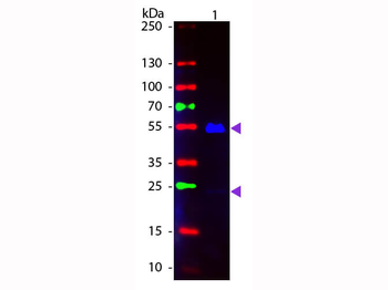 Human IgG (H&L) Antibody Fluorescein Conjugated