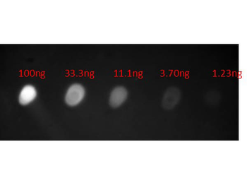 Human IgA (alpha chain) Antibody Fluorescein Conjugated