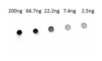 Human IgG (H&L) Antibody Alkaline Phosphatase Conjugated