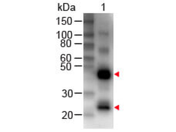 Human IgG (H&L) Antibody Biotin Conjugated