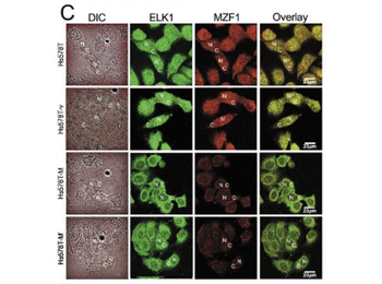 Mouse IgG (H&L) Antibody Rhodamine Conjugated Pre-Adsorbed