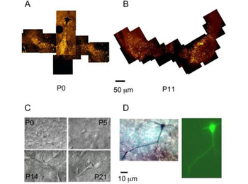 Mouse IgG (H&L) Antibody Rhodamine Conjugated Pre-Adsorbed