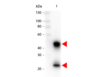 Mouse IgG (H&L) Antibody Peroxidase Conjugated Pre-adsorbed
