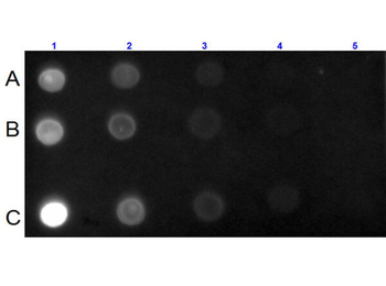 Mouse IgG IgA IgM (H&L) Antibody Texas Red Conjugated
