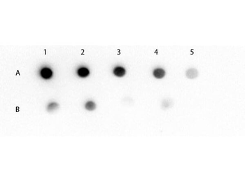 Mouse IgM (mu chain) Antibody