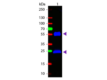 Fluorescein Conjugated Mouse IgG (H&L) Antibody