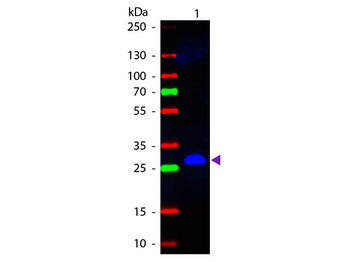 Mouse IgG Fc Antibody Fluorescein Conjugated