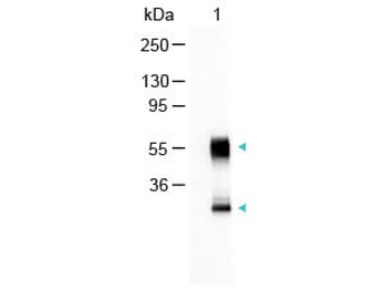 Mouse IgG (H&L) Secondary Antibody Alkaline Phosphatase Conjugated