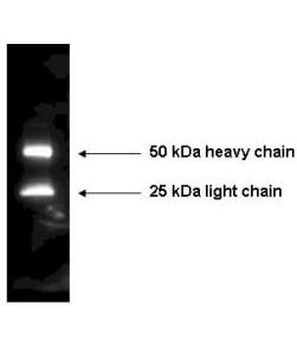Mouse IgG (H&L) Secondary Antibody Peroxidase Conjugated