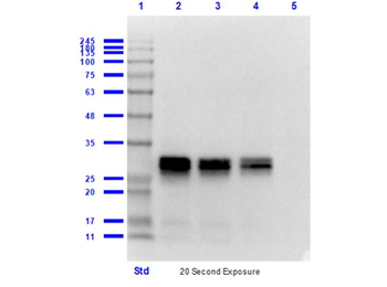 Mouse IgG (H&L) Secondary Antibody Peroxidase Conjugated