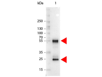 Mouse IgG (H&L) Antibody Alkaline Phosphatase Conjugated Pre-Adsorbed