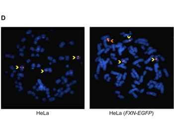 Mouse IgG (H&L) Antibody Rhodamine Conjugated