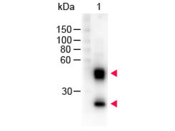 Mouse IgG (H&L) Antibody Peroxidase Conjugated