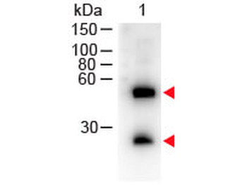 Mouse IgG (H&L) Antibody Peroxidase Conjugated
