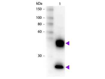 Mouse IgG (H&L) Antibody Biotin Conjugated Pre-Adsorbed