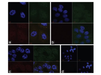 Rabbit IgG (H&L) Antibody Rhodamine Conjugated Pre-Adsorbed