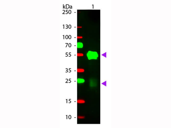 Rabbit IgG (H&L) Antibody Rhodamine Conjugated