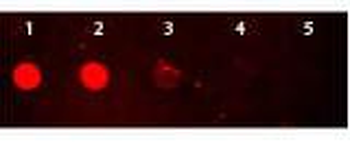 Rabbit IgG (H&L) Antibody Rhodamine Conjugated
