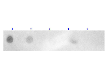 Rabbit IgG (H&L) Antibody Rhodamine Conjugated Pre-Adsorbed