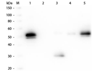 Rabbit IgG Fc Antibody Rhodamine Conjugated Pre-Adsorbed
