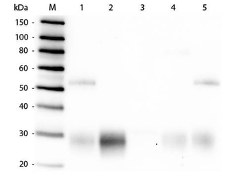 Rabbit IgG F(ab')2 Antibody Rhodamine Conjugated Pre-Adsorbed