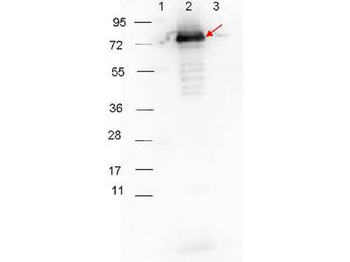 Rabbit IgG (H&L) Secondary Antibody Peroxidase Conjugated Pre-adsorbed