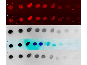 Rabbit IgG (H&L) Secondary Antibody Peroxidase Conjugated Pre-adsorbed