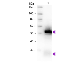 Rabbit IgG (H&L) Secondary Antibody Biotin Conjugated Pre-Adsorbed