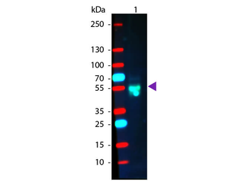 Rabbit IgG (H&L) Antibody Phycoerythrin conjugated Pre-Adsorbed